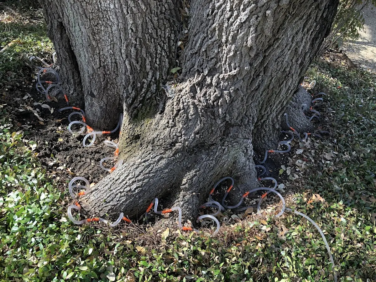 Detailed Tree Cabling and Bracing job site in Chepachet