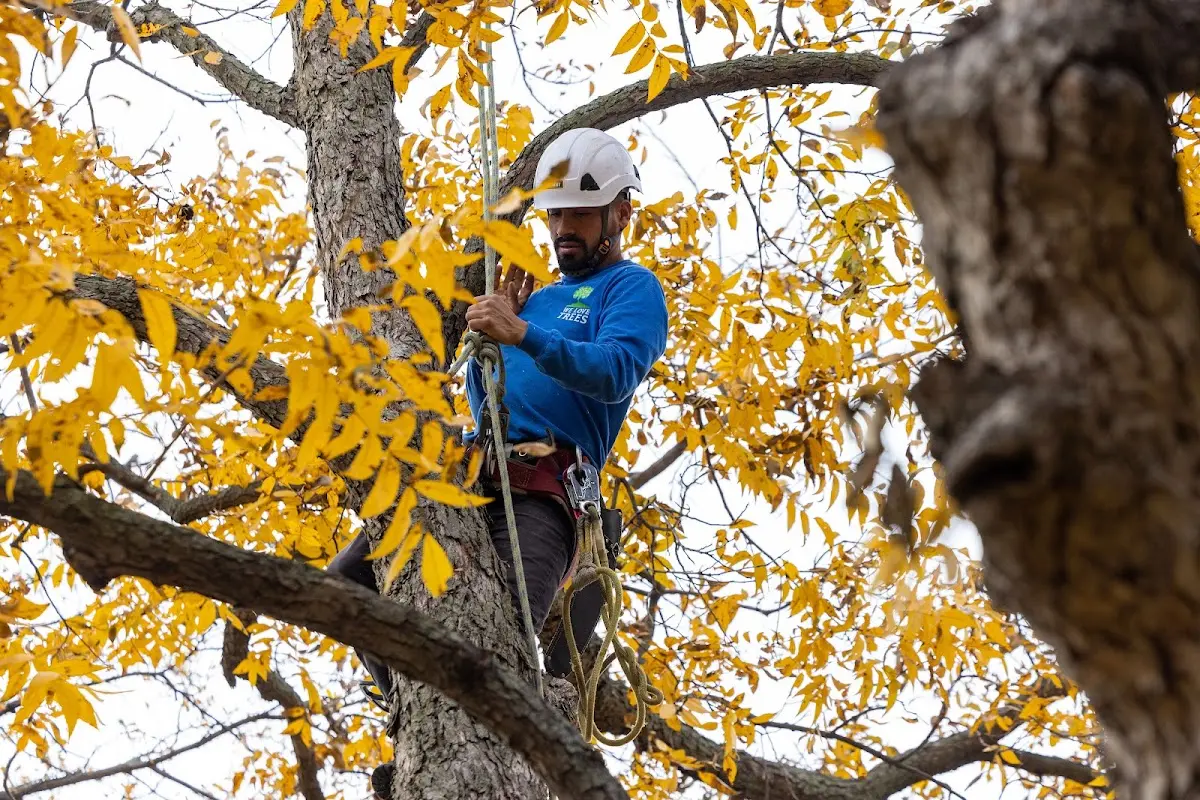 Skilled Tree Transplanting crew working in Chepachet